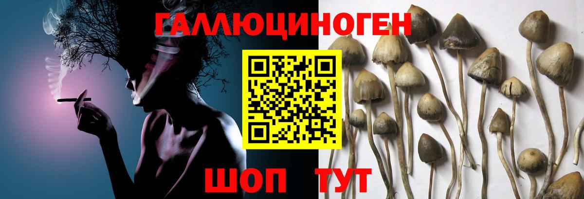 Галлюциногенные грибы ЛСД  Вход с VPN  Северобайкальск  Галлюциногенные грибы Psilocybine cubensis 
